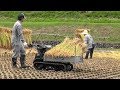 稲架掛け（はさかけ）　kubota RJN55 オートバインダーで稲刈り 2019 運搬車購入