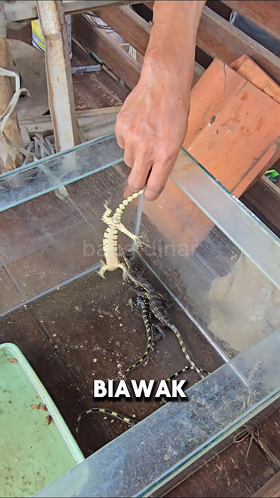 Sedih😭BABY BIAWAK KABUR, SISA SEGINI...😭 #shorts