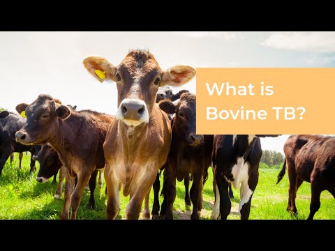 Video: Bisakah TB Bovine Diberantas Dari Republik Irlandia? Mungkinkah Ini Dicapai Pada Tahun 2030?