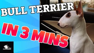 BULL TERRIER in 3 Minutes (2021)! In Short about the Bull terrier Dog Breed!