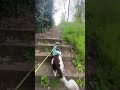 Haunted Graveyard Dog Walk Something Scared My Dog But Nothing Was There #ghosts #hauntedgraveyard