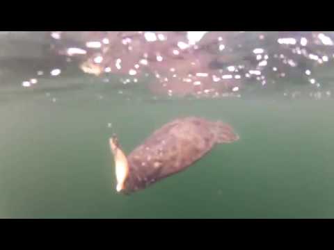 Halibut Fishing in Ketchikan, Alaska