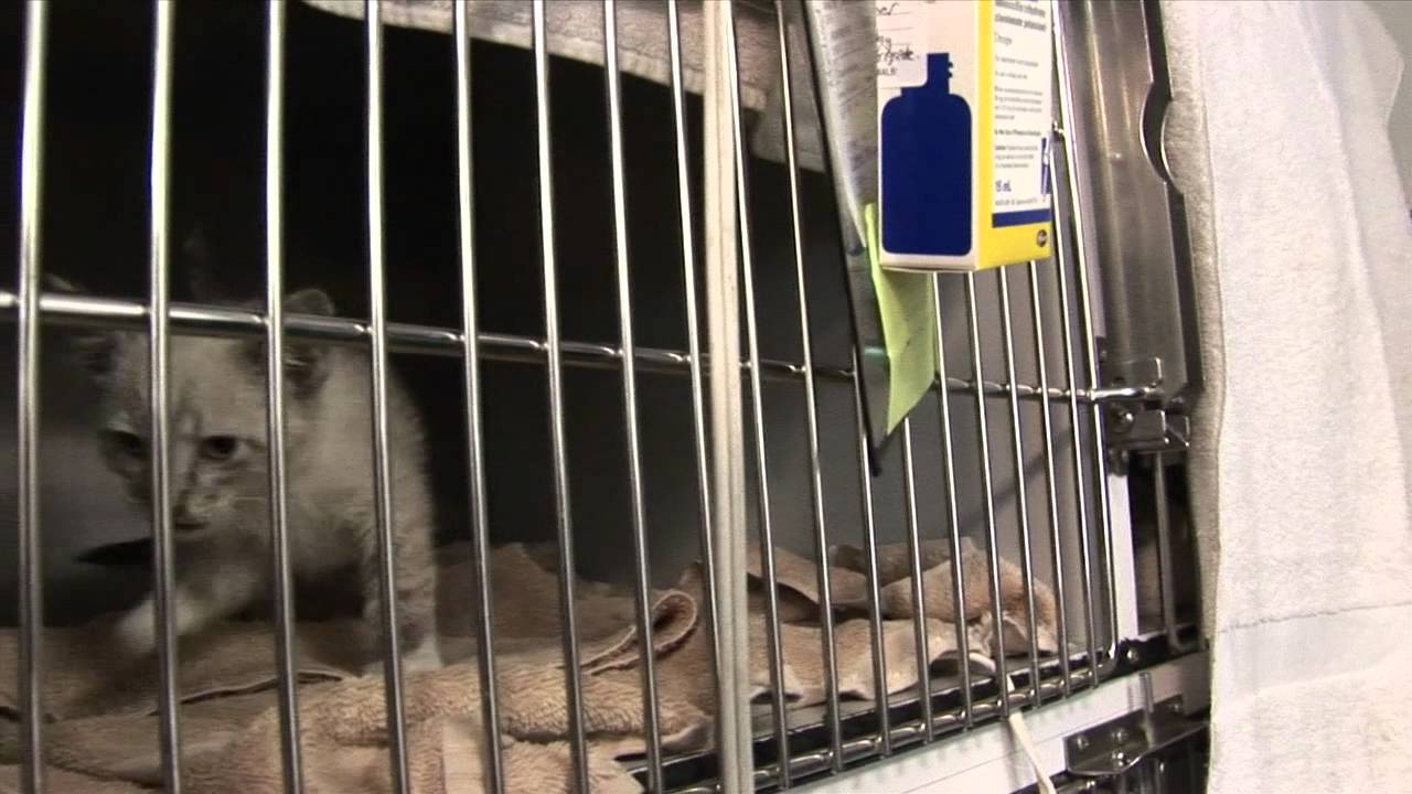 Newberry Animal Hospital Tip 7 YouTube