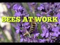 Bees at work [Heiloo]