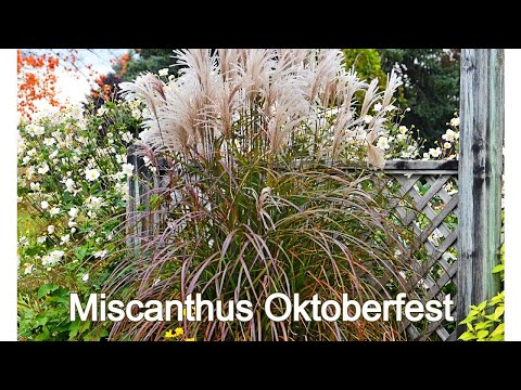 Видео: Miscanthus 'Adagio' Care - Узнайте, как вырастить траву Adagio Maiden