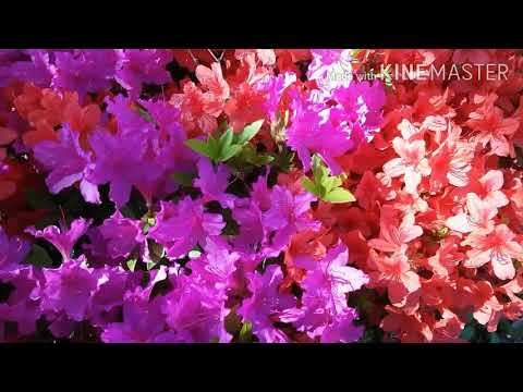 Beautiful flowers Nature and relaxing music songs video