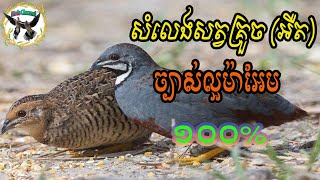 សំទ្បេងសត្វគ្រួច(អឺត) | Blue breasted quail | Bird very good