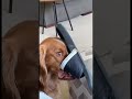 Dog was caught red handed 😂 #dog #cute #funnyvideo