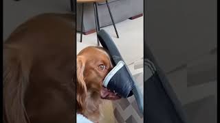 Dog was caught red handed 😂 #dog #cute #funnyvideo