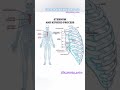 sternum&xiphoid process🫁✨️#nursing #neet #biology #ytshorts #viral #medicosstuff #health education