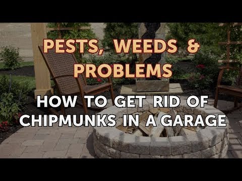 วีดีโอ: การกำจัด Chipmunks - เคล็ดลับในการควบคุม Chipmunk ในสวน