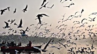 BIRDS FOOTAGE COMPILATION 2020 -  VIDEOS FOR CATS TO WATCH | JaveJaveTV