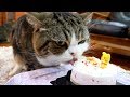 バースデーケーキを堪能するねこ。-Maru thoroughly enjoys the birthday cake.-