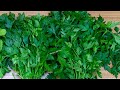 HOW TO STORE PARSLEY FOR LONG TIME ( 2 options)