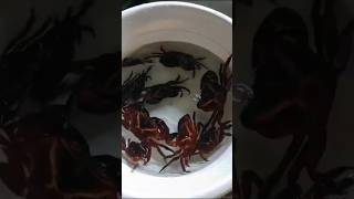 crabs shorts youtubeshorts recipe