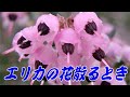 エリカの花散る時:西田佐知子