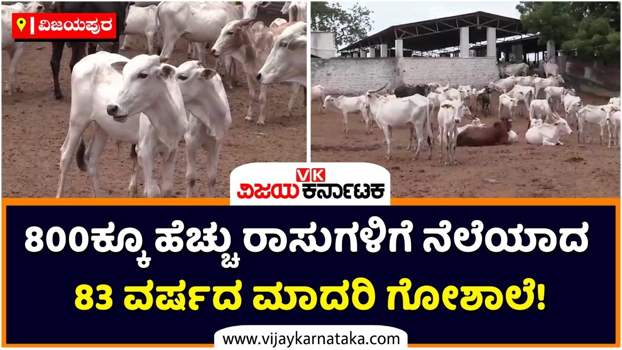 The 83 year old cowshed of Vijayapur which is home to more than 800 cows  Vijayapura  Vijay Karnataka