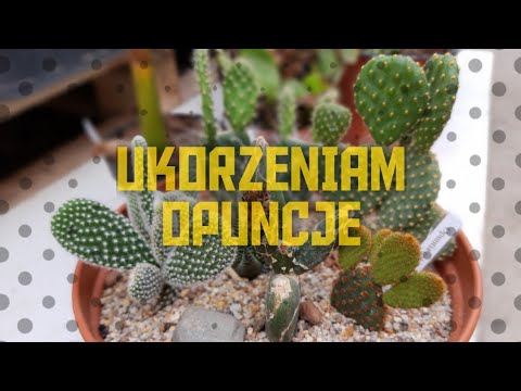 Wideo: Jak dojrzewają zielone opuncje?