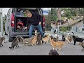 Vous pouvez rencontrer des centaines de chats errants  tout moment  istanbul