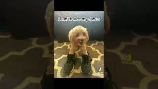 levitating! #dog #funny #maltipoo #cutedog #fyp #viral #trending