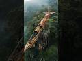 Cango forest😱||nInteres