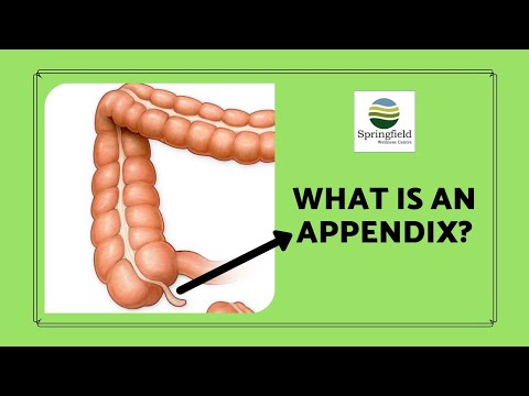 What is an Appendix? by DrMaran, the best Appendix Surgeon in Chennai