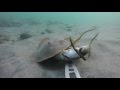 Round stingray feeding with GoPro on MKII at DelMar dog beach