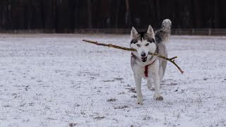 Managing the Dual Coat of Siberian Huskies by USA Pup Patrol 3 views 2 weeks ago 4 minutes, 19 seconds