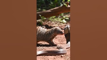 Epic Jungle Fight: Mongoose Outsmarts Deadly Cobra