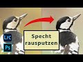 Specht rausputzen - komplette Bildbearbeitung in Photoshop & Lightroom Classic - Tutorial