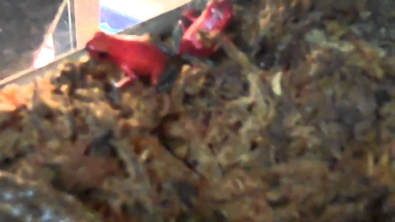 tarantula spider THIS NERD LOVES HIS STRAWBERRY BLUE JEANS!