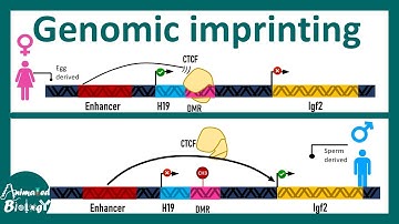 Genomic Imprinting | How  genomic Imprinting works at molecular level ?