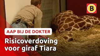 Giraf Tiara wordt verdoofd | Komt een aap bij de dokter | Omroep Brabant