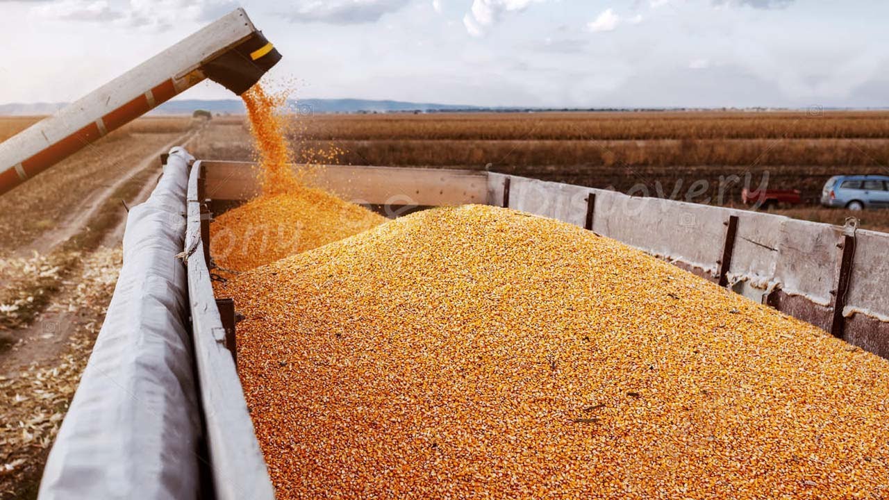 corn fields harvest