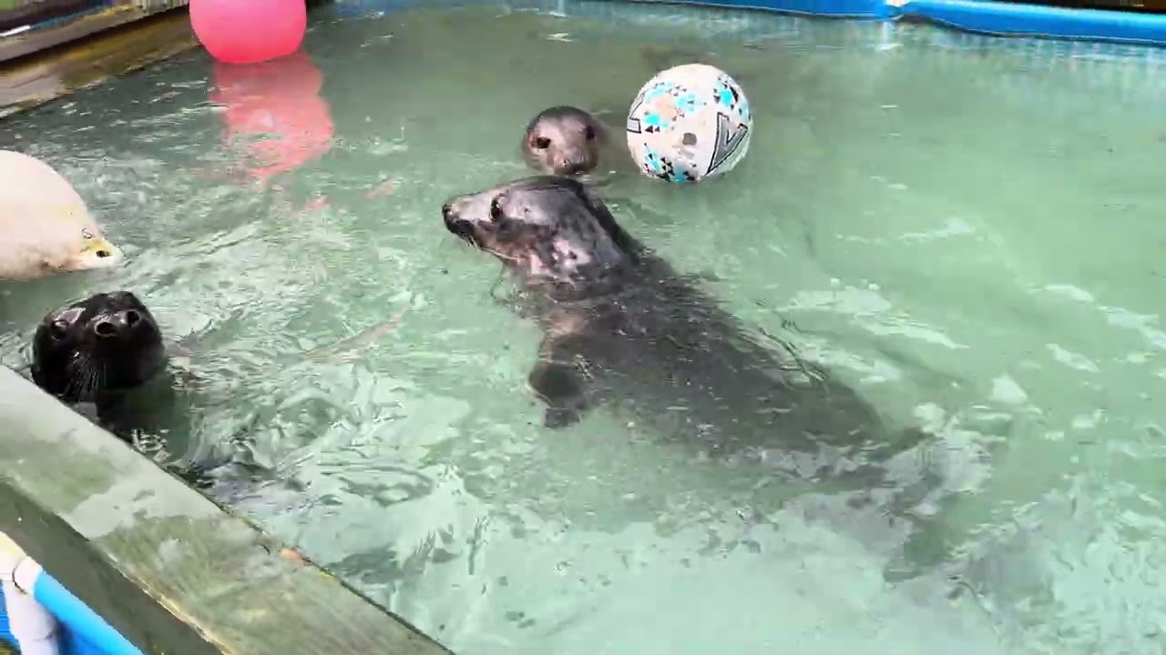 Seal Pups Frosty, Glacier & Avalanche Set for Release as GSPCA Continues Wildlife Hospital Build