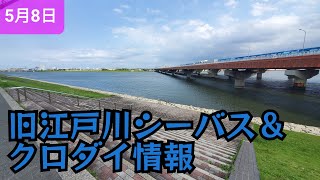 2024年5月8日】旧江戸川シーバス＆クロダイ情報！濁りも良い感じです！　#旧江戸川シーバス　#シーバス　#チニング