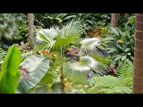 Video: Alle Barbados In Cerca Di Vacanze Esotiche E Paradisiache