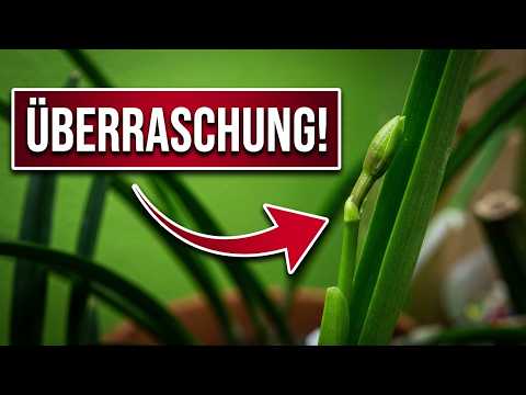 Unerwartete Knospe: Warum diese Orchidee plötzlich blüht