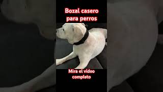 Bozal casero para perros #perros #perro #mascotas #dog