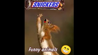 Funny dogs and cats videos 2024😂. funny animals.#shorts by Funny APV 1,439 views 2 days ago 1 minute, 1 second