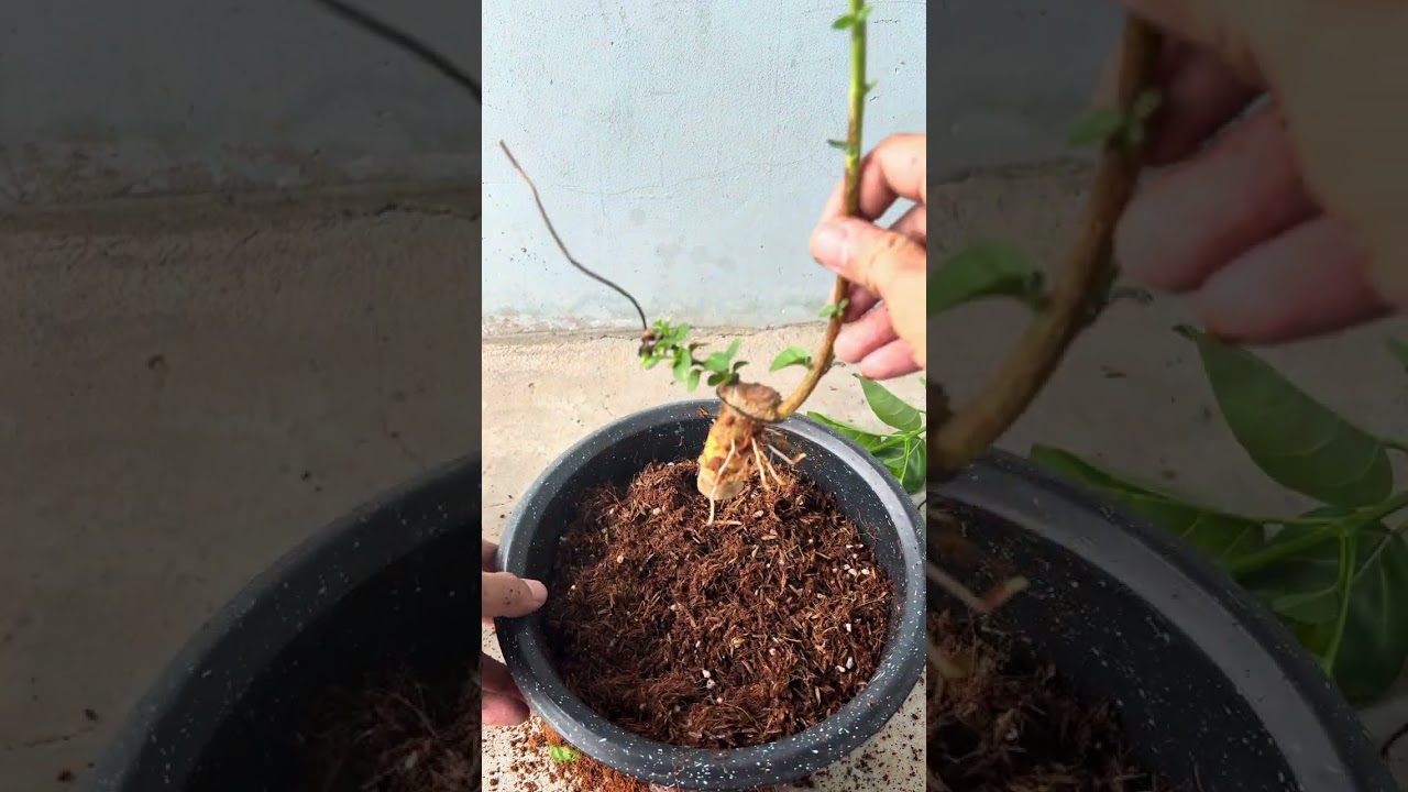 Cắt và trồng nhánh chiết Sam Hương