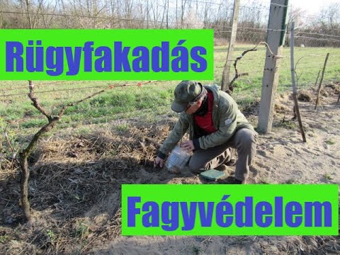 Videó: Mi az a rügyfakadás a szőlőn?