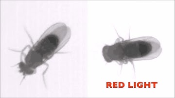 Optogenetic dissection of descending behavioral control in Drosophila