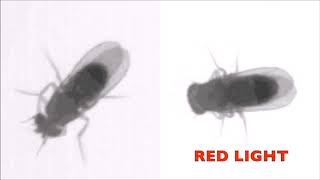 Optogenetic dissection of descending behavioral control in Drosophila