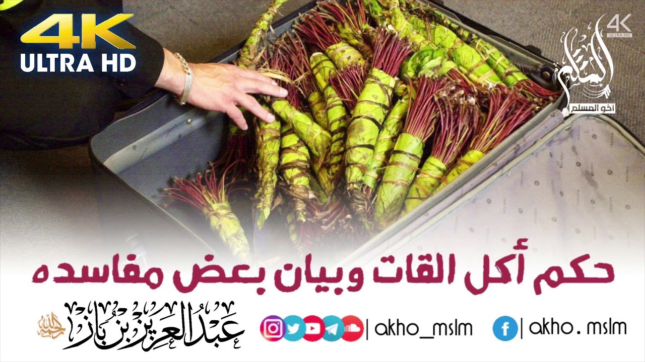 حكم أكل القات وبيان بعض أضراره - الشيخ عبد العزيز بن باز -رحمه الله-