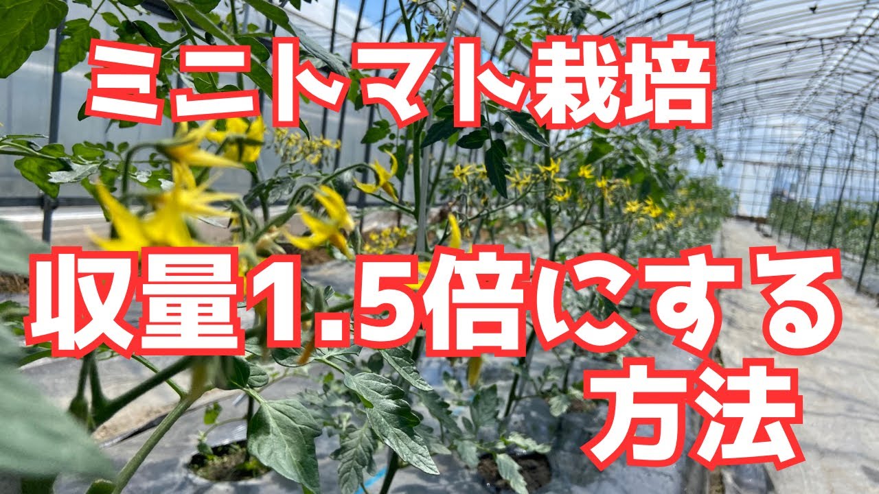 How to grow cherry tomatoes] How to increase yield by 1.5 times