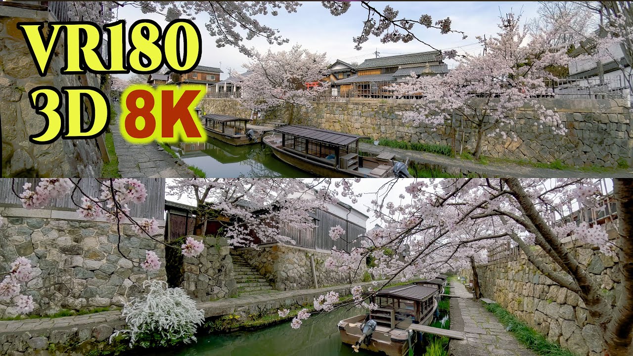 8K 3D VR180 ] 八幡堀と古い街並（近江八幡市）の桜 Cherry blossoms