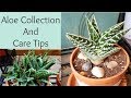 Aloe Collection and Care Tips