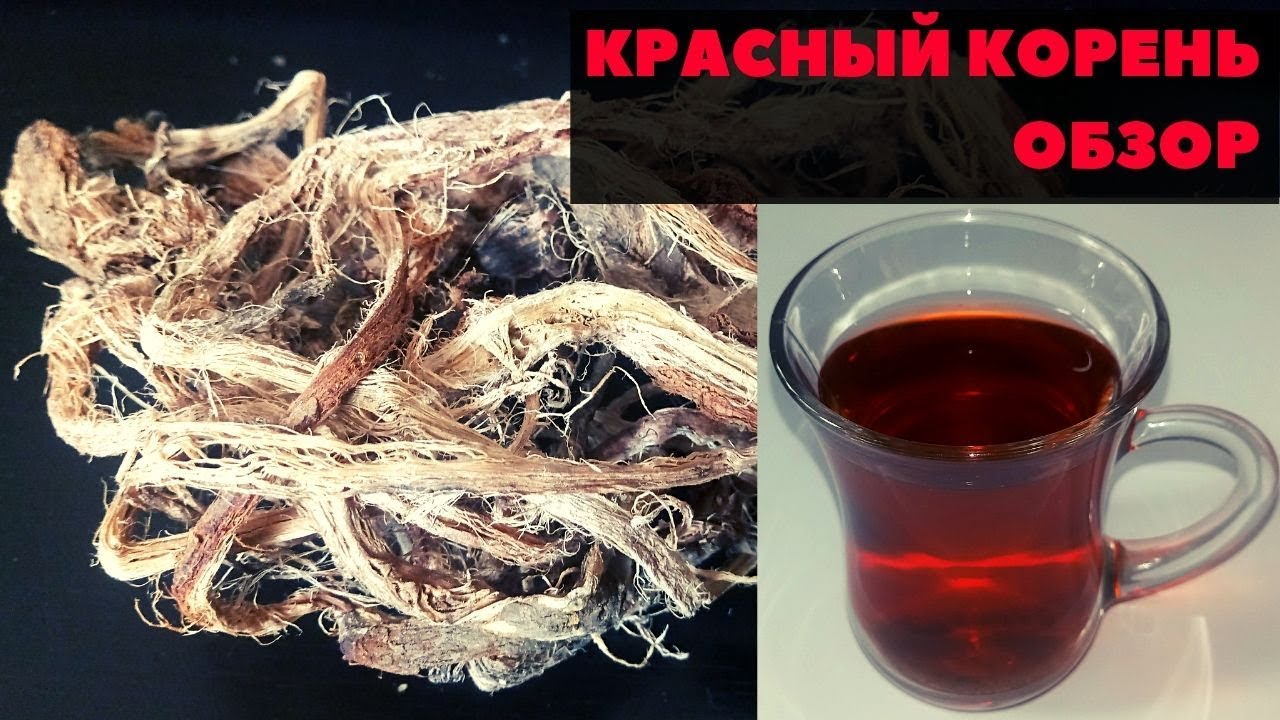 Как заваривать красный корень