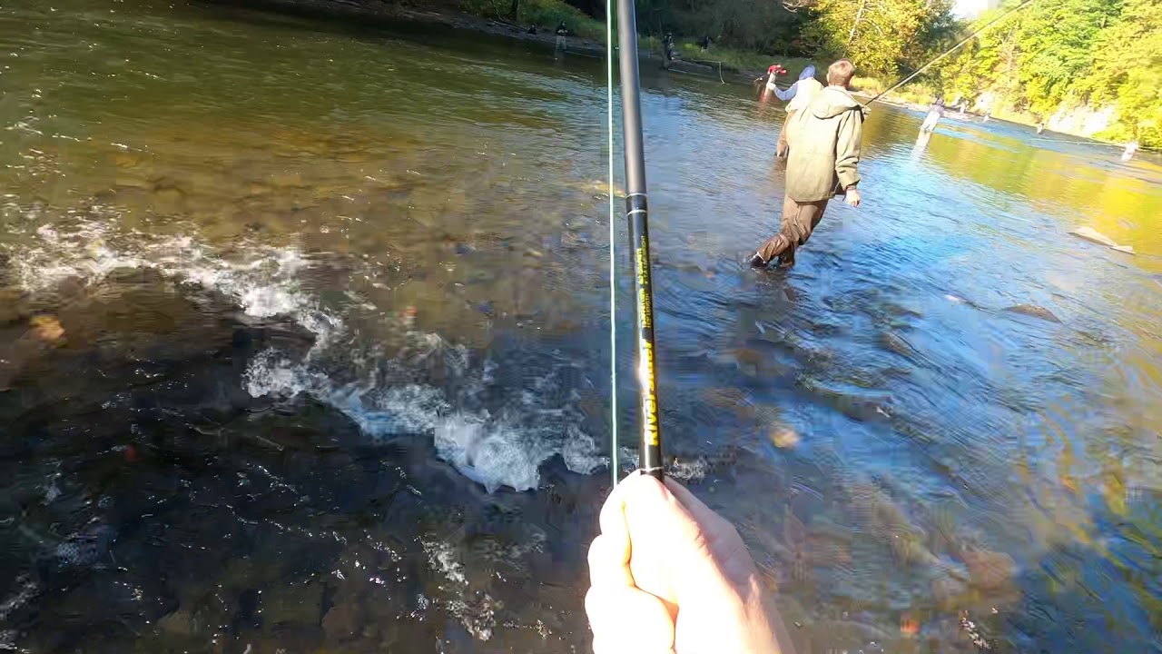 Perfectly flossed in the mouth.. Oct 2020 DSR Salmon River, NY